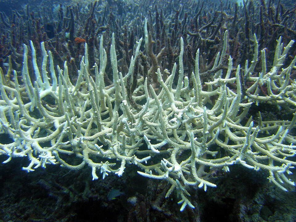 Pale branching staghorn coral on the Great Barrier Reef