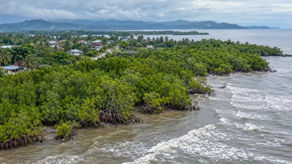 Mangrove forest between tropical coastal waves and a small community