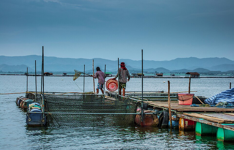 Fish-farming cages on Kraseao Dam Reservoir in Suphan Buri, Thailand